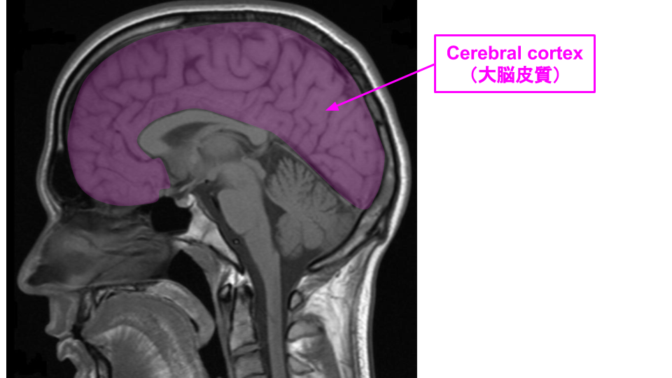 cerebral-cortex_fmri